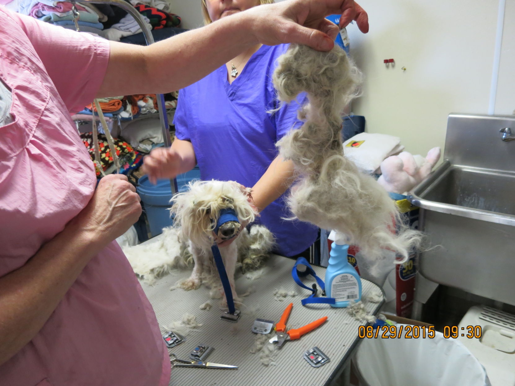 puppy_mill48.JPG